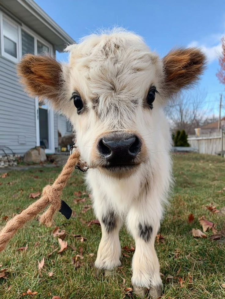 Fluffy baby cow