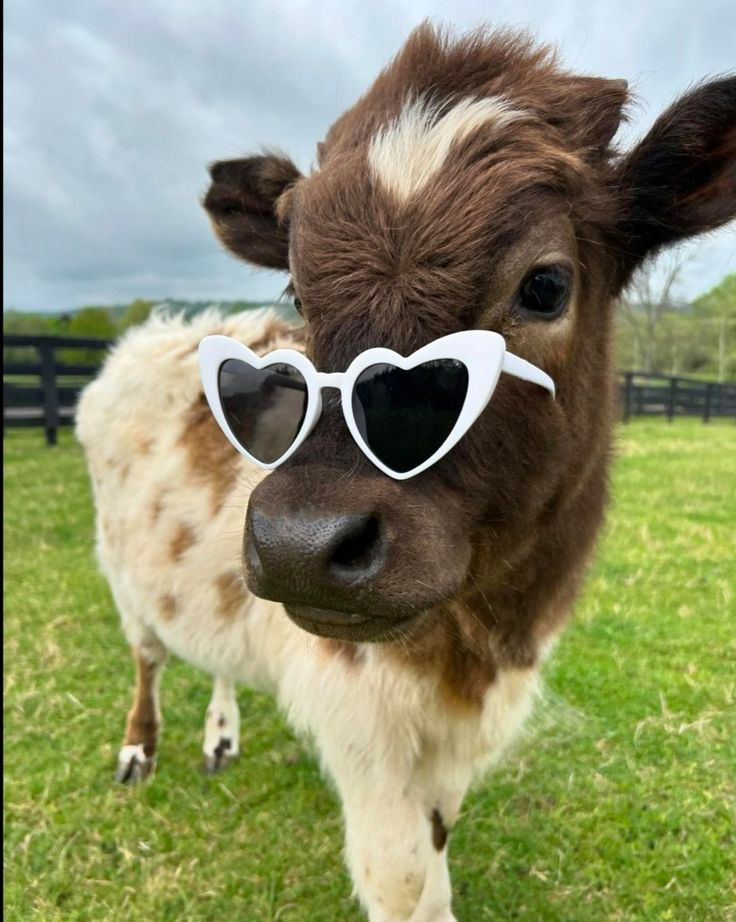 Cow with heart sunglasses